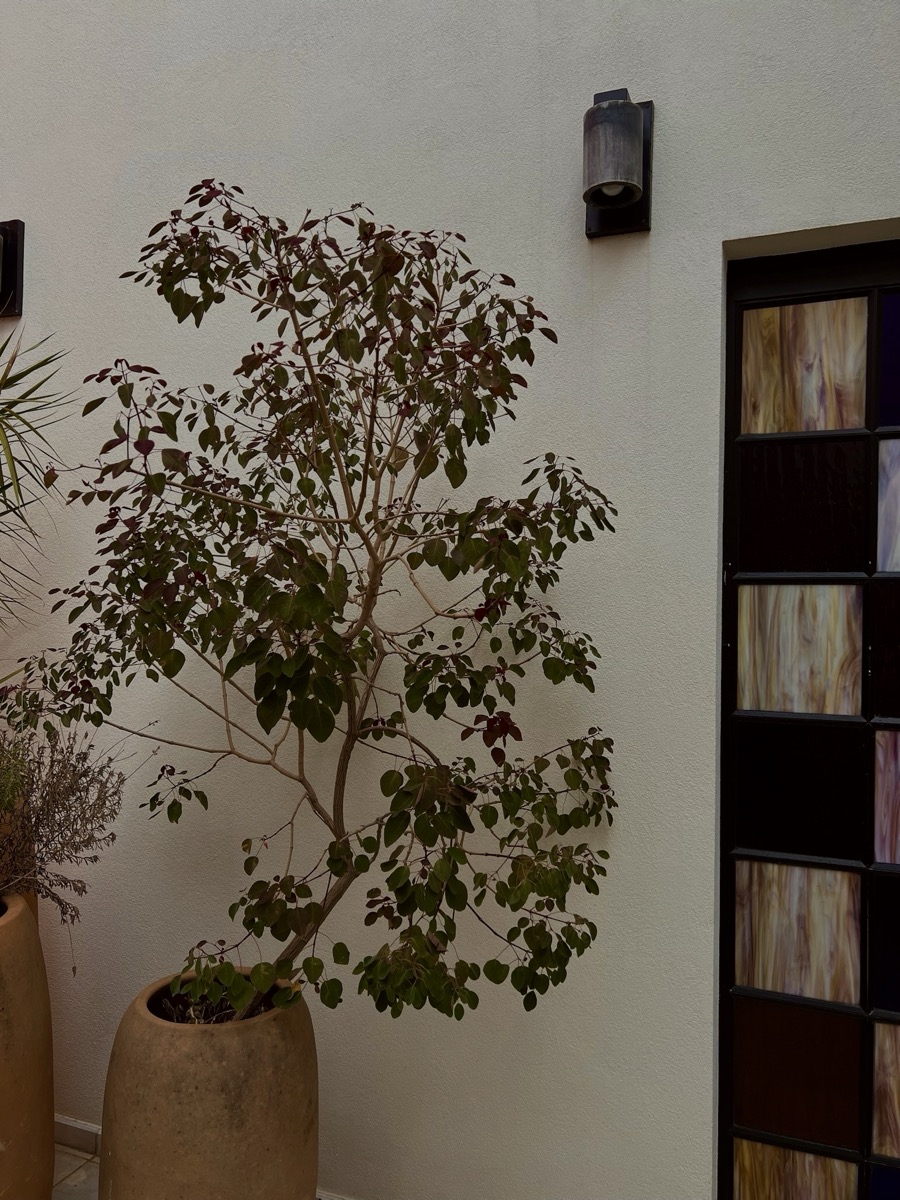 Potted indoor tree in a softly lit, calm interior corner