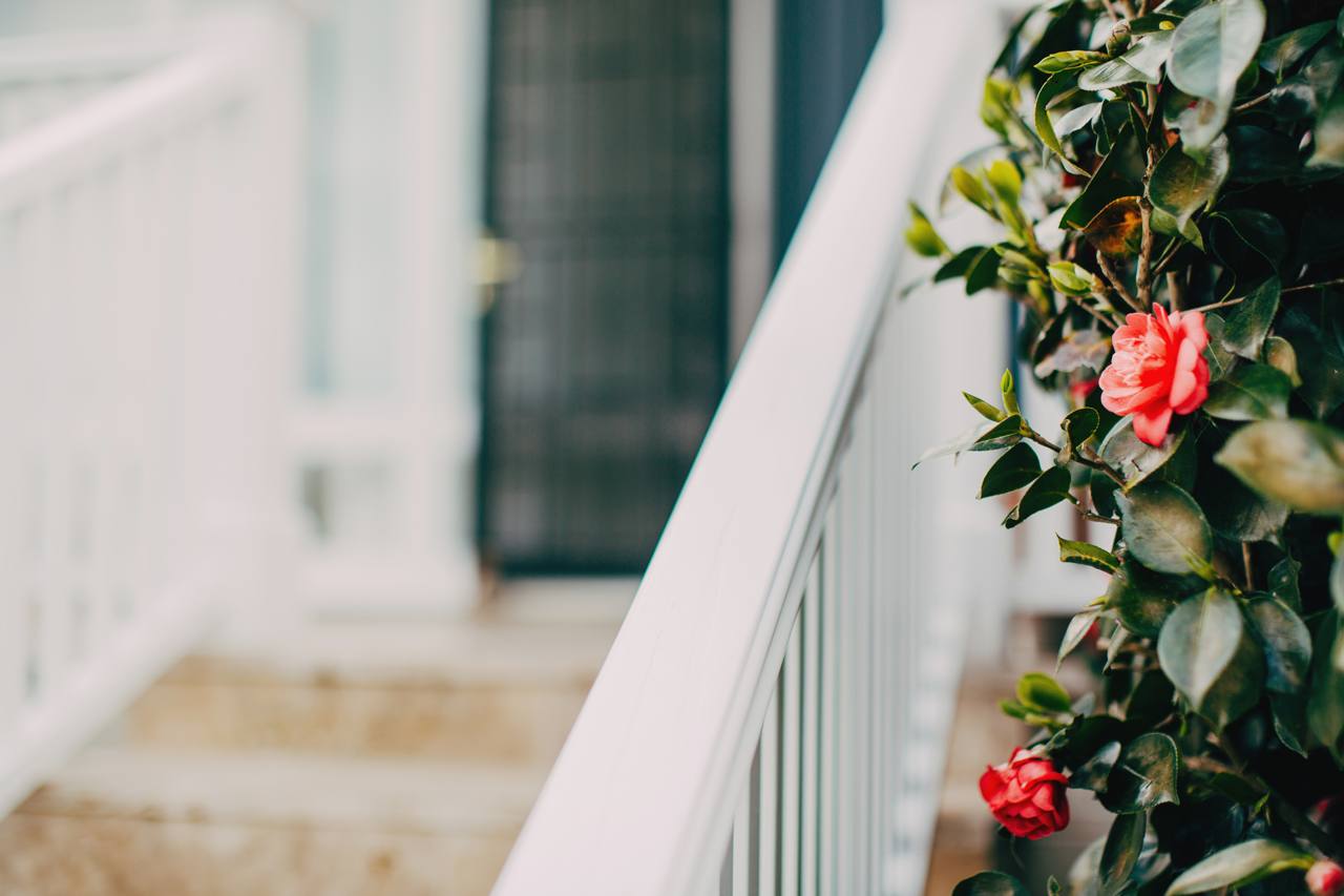 White balustrade and flowering camellias in the established garden at the Pymble home